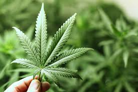 medical cannabis leaf